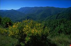 Crinale Alta Valle del Bidente - Sasso Fratino