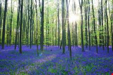 bruxelles foresta di halle