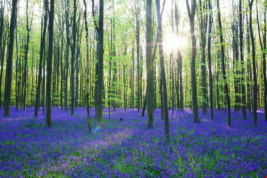 Foresta Blu - CroMary - CroMary - Shutterstock.com