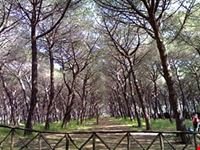 Pineta di Montalto Marina