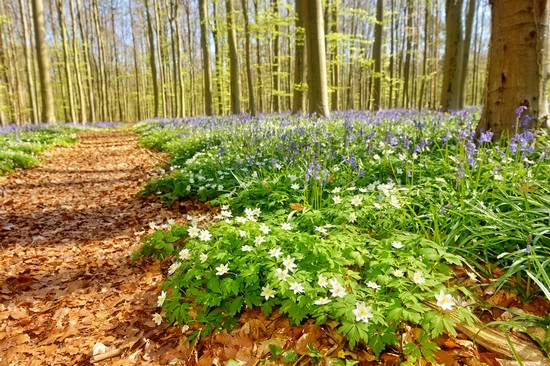 Foresta Blu