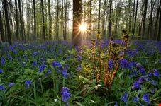 bruxelles foresta blu