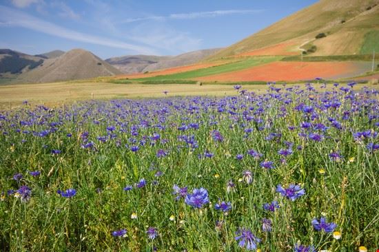 Altipiano di Castelluccio Norcia Buffy1982 - Shutterstock.com Buffy1982