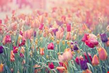 Tulipano