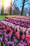 amsterdam parco keukenhof