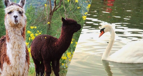 I nostri amici animali