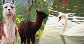 I nostri amici animali