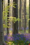 bruxelles foresta blu