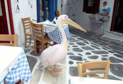 pellicano  a myconos