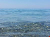 Lido Calimero