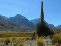 huaraz puya raymondi