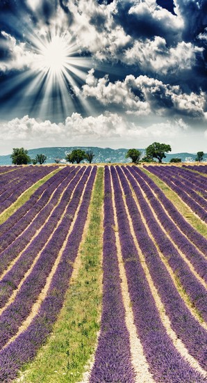 Provenza