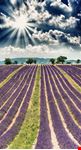Provenza