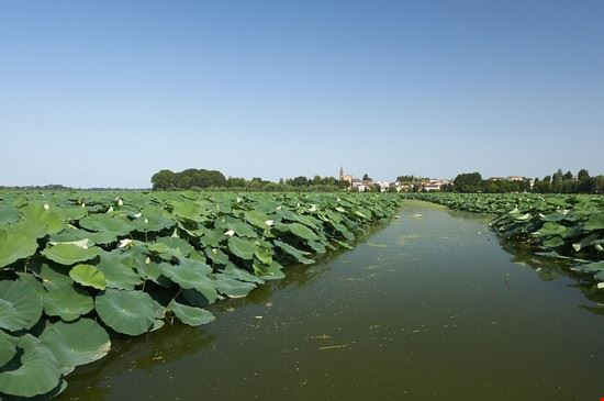  Curtatone m.bonotto - Shutterstock.com m.bonotto