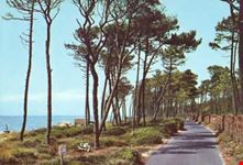 Le Gorette, pineta