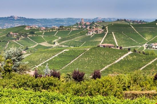  Barbaresco Oscity / Shutterstock.com Oscity / Shutterstock.com