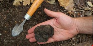 tartufo