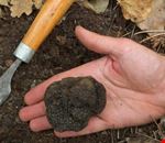 tartufo tartufo