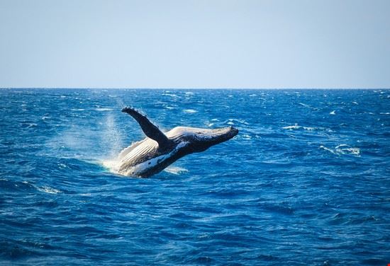 Passaggio delle balene - Jandrie Lombard - Jandrie Lombard - Shutterstock.com