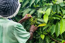 Ylang Ylang