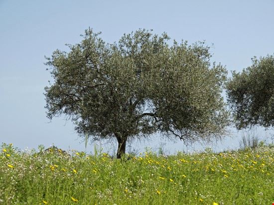  Muravera Shutterstock.com 