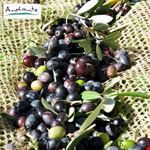reggello olive