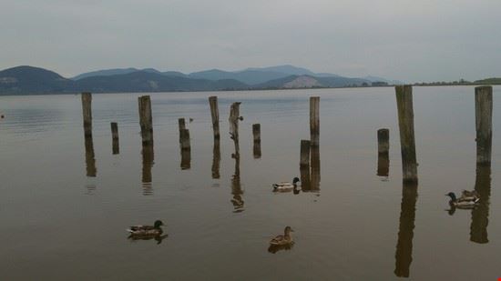  Un suggestivo  scorcio del lago di Massaciuccoli  