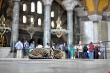 gatti istanbul
