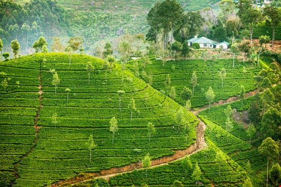 Piantagioni di tè Kandy My Good Images - Shutterstock.com My Good Images