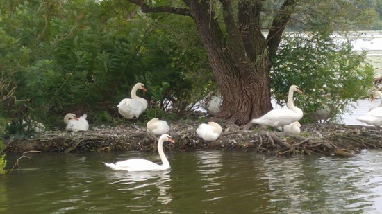 I cigni del Parco del Mincio