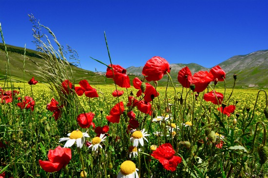 Castelluccio di Norcia
