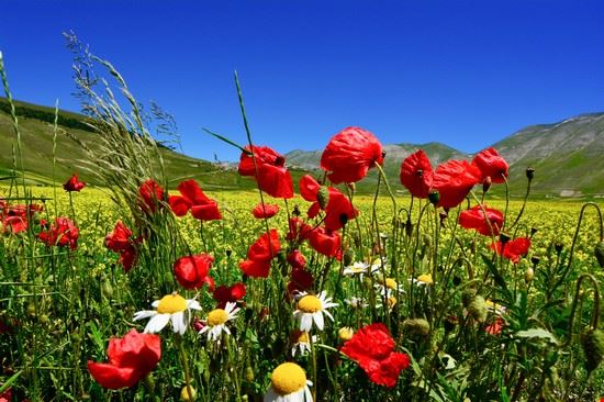  Amandola DiegoMariottini - Shutterstock.com DiegoMariottini
