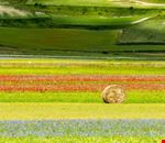 Altopiano di Castelluccio Altopiano di Castelluccio