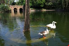 delhi lodi gardens