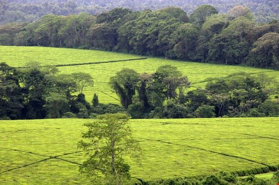  Kericho Steffen Foerster - Shutterstock Steffen Foerster