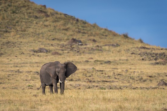 Narok