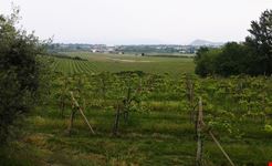 vigneti di chiaretto
