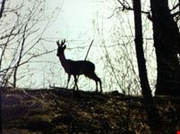 Capriolo sul Sentiero del Viandante