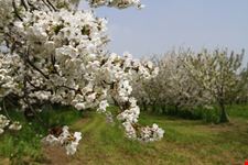 Ciliegi in fiore