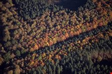 Foresta di Sherwood