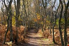 Foresta di Sherwood