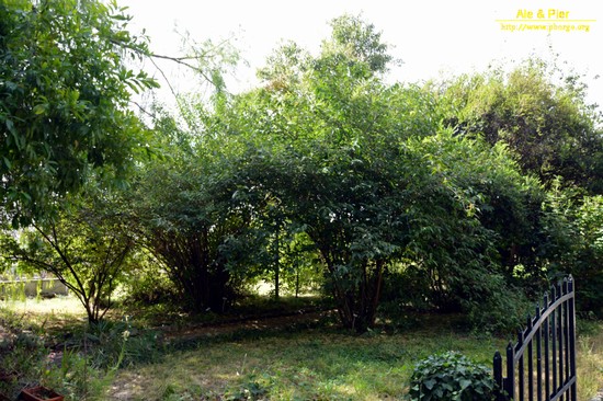 Orto botanico Hanbury dell'Università di Genova