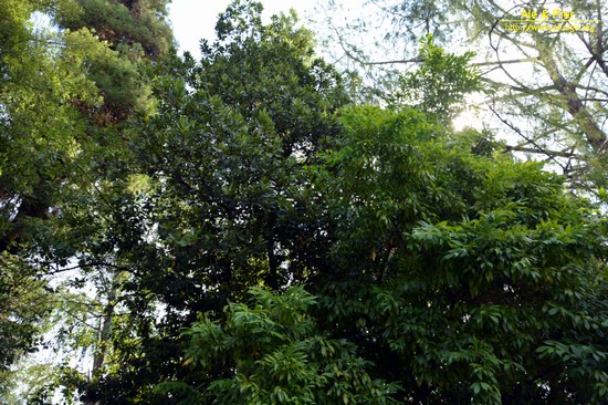 Orto botanico Hanbury dell'Università di Genova