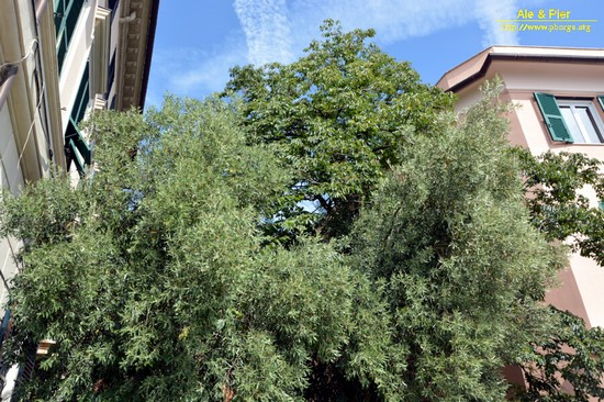 Orto botanico Hanbury dell'Università di Genova