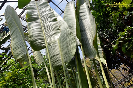 Orto botanico Hanbury dell'Università di Genova