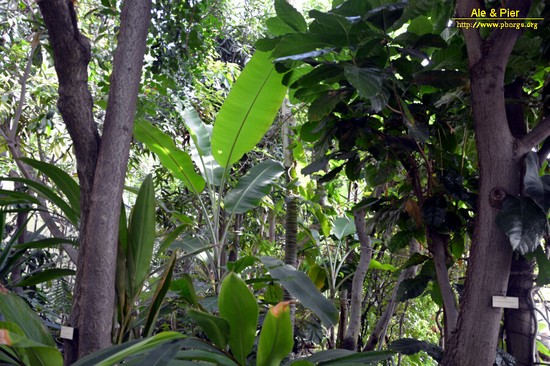 Orto botanico Hanbury dell'Università di Genova