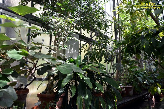 Orto botanico Hanbury dell'Università di Genova