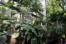Orto botanico Hanbury dell'Università di Genova