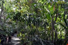 Orto botanico Hanbury dell'Università di Genova