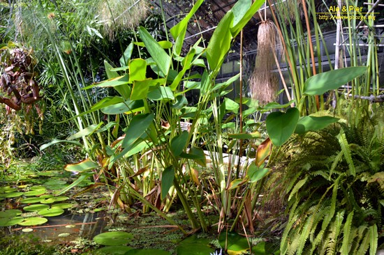 Orto botanico Hanbury dell'Università di Genova